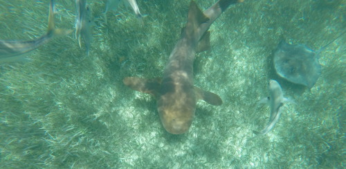 weednymphos:  © ocean beauties