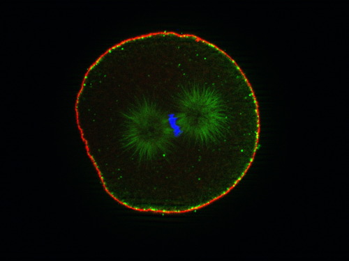 Sea urchin fertilized egg during the first cell division.