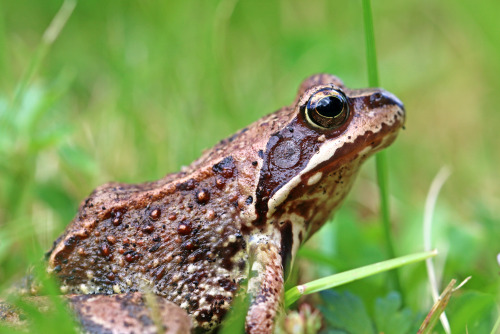 Common frog (Rana temporaria) / vanlig groda.