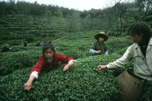 dolm:China. Junshan. Hunan. 1983. Tea pickers near Lake Dongting. Hiroji Kubota.