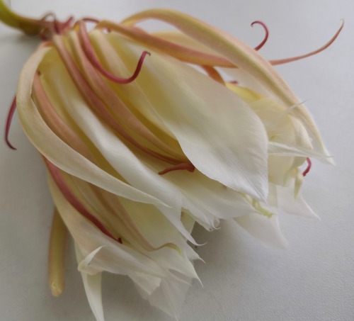  Epiphyllum oxypetalum flower (”Night beauty”). Positive and negative