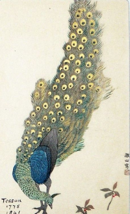                                                      Peacocks1. A Peacock by Mori Tessan (tetsuzan) 