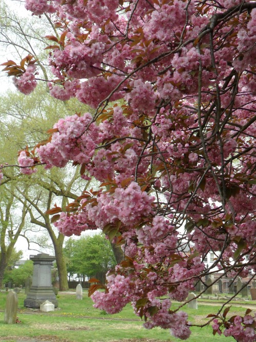 vwcampervan-aldridge: Pink Cherry Blossom, Warstone Lane Cemetery  The Jewellery Quarter, 