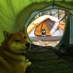 Zeusthelazystreetdog:  This Stare Down Is In-Tents…