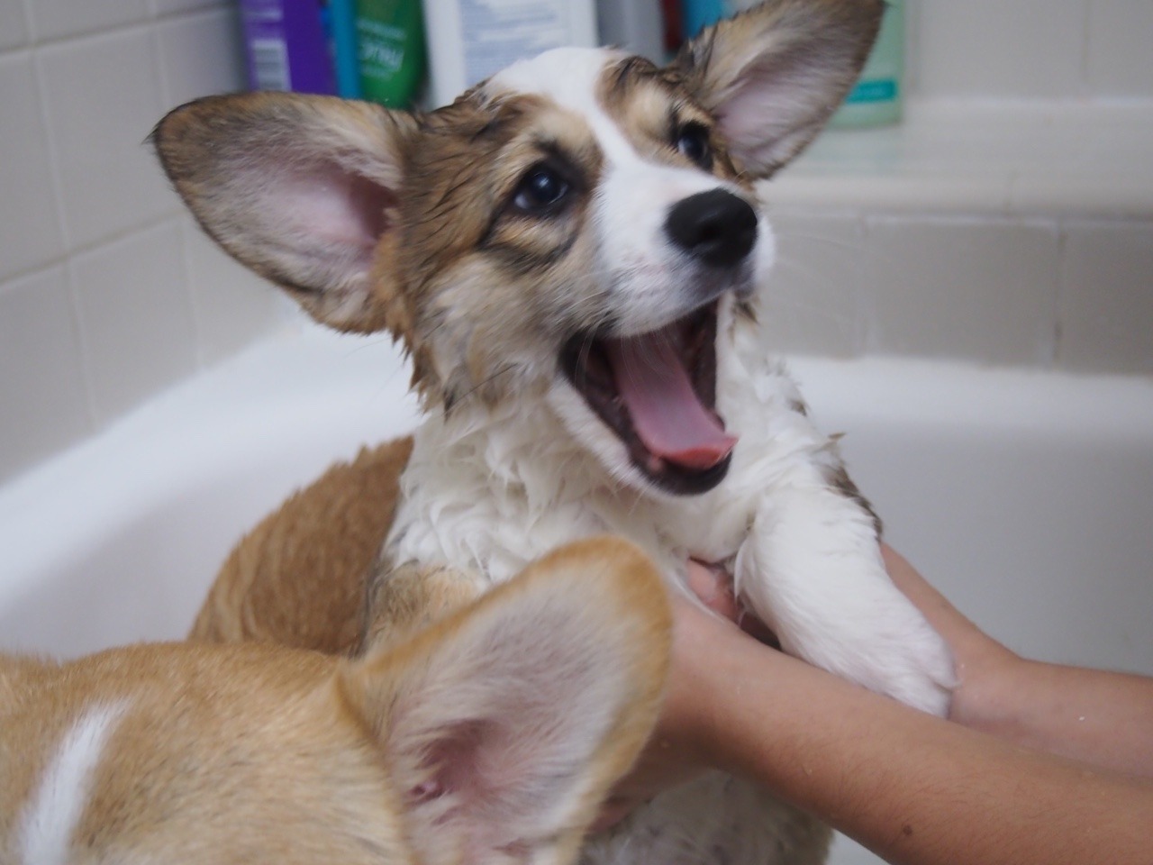 appleofmypi3213:Kira had her first bath at home last night. She wasn’t happy about