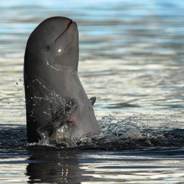 bestianatura:  The  Irrawaddy Dolphin is found in coastal areas in Asia, these animals
