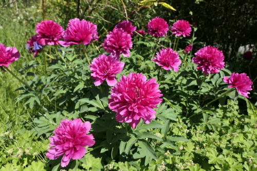 Paeonia humilis ‘Juhannuspioni’ — dwarf peony