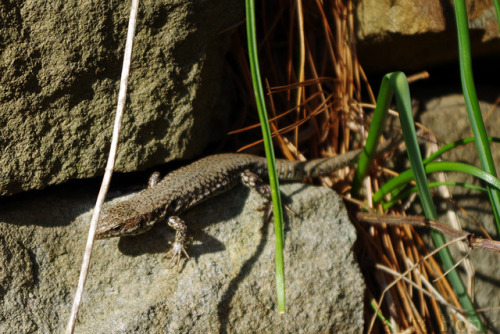 Spotted this little one, probably a Podarcis muralis, the common wall lizard. And also a Muscari sp.