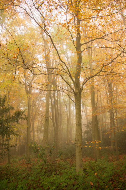 lillylalaloulou: The Perfect Walk in the Woods Instagram  VSCO Grid  Tumblr lillyhusbandsp