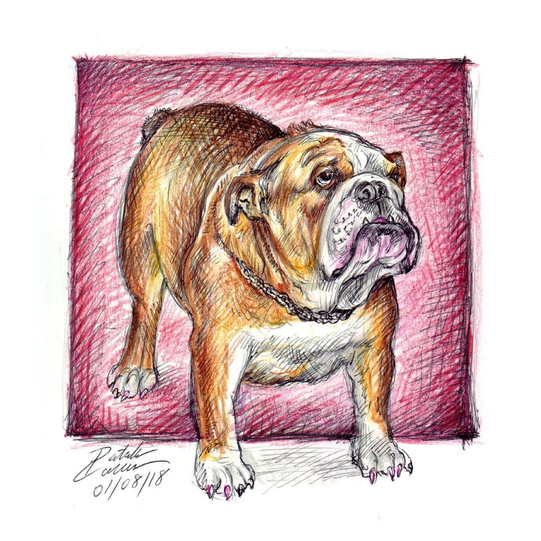 A random pick. This bulldog I drew a few years ago during my pets theme. #bulldog #pets #drawing #dogs #