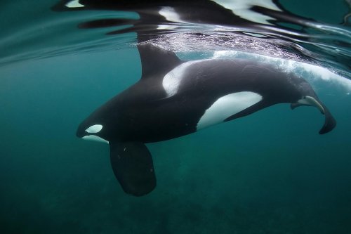 Freediving with orcas: The humbling experience