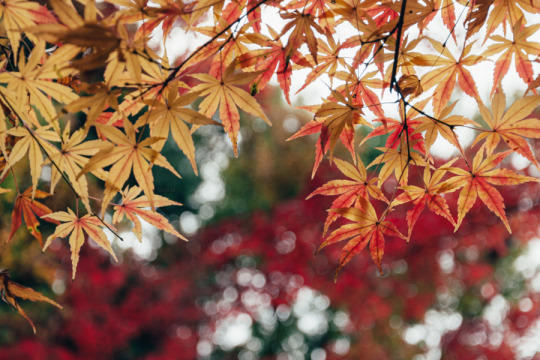錦の秋 2016年、大田黒公園。 もろもろ諸事情で紅葉の遠出ができなかった年。近場で良いところがないかと探して杉並区の大田黒公園へ紅葉見物。 遅めの午後に行ったけど、もっと早い時間に行ってみたかったな。あと曇りがちだったので無念。