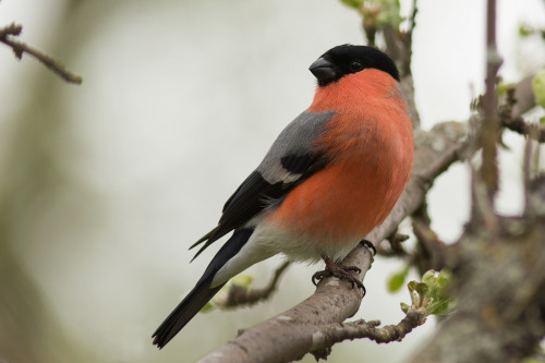 <p><a class="tumblr_blog" href="http://avianeurope.tumblr.com/post/127971688364">avianeurope</a>:</p>
<blockquote>
<p><b>Eurasian Bullfinch</b> (<i>Pyrrhula pyrrhula</i>) >>by <a href="https://www.flickr.com/photos/124276724@N06/18057363070/">Magnus Tjärnskog</a><br/></p>
</blockquote>

<p>A beautiful male bullfinch. You can’t beat a bit of bully!<br/></p>