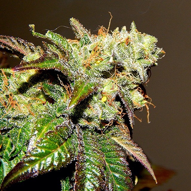 weedporndaily:  Black Lab, RedEyed Genetics, awaiting the final chop ✂️✂️