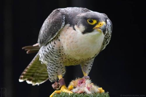 The Peregrine Falcon and DDTI’ll admit, my opinion on peregrines is very biased; they’re