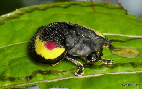 onenicebugperday: Tortoise Beetle, Stolas placida by Andreas Kay