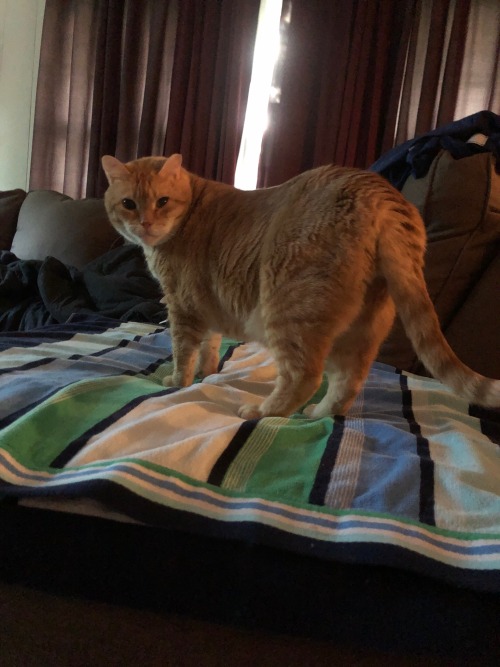 My Aunt Is Staying With My Ma And I, And She Brought Her Cat! This Is Buddy, Who Is