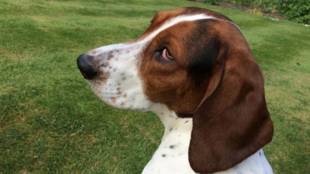 Man Bills Beagle as ‘Large Cat’ to Keep Him on University Campus (via Jezebel)