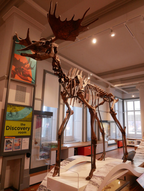 Giant Elk Skeleton and Barbed Hunting Point, Harris Museum and Art Gallery, Preston, 7.1.18.Discover