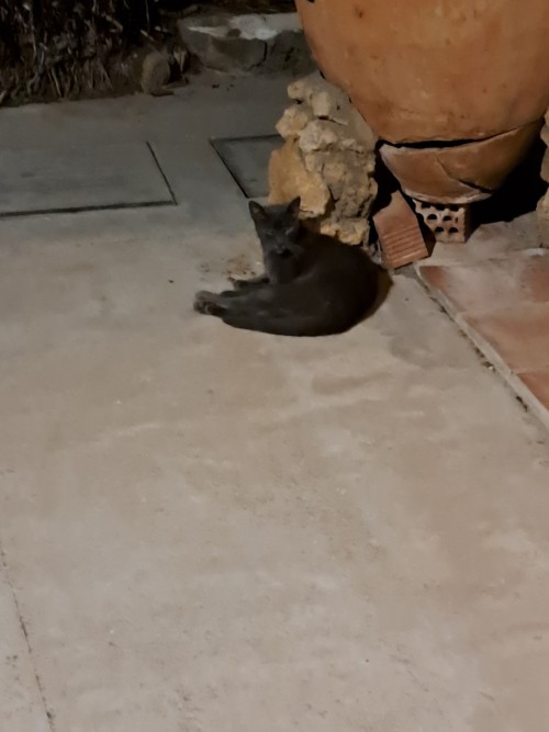 Cats