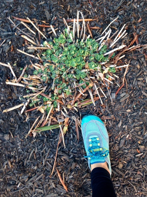 3.9.16 - Some more sprouts from around Boston! These are just outside the school gym. (foot for size