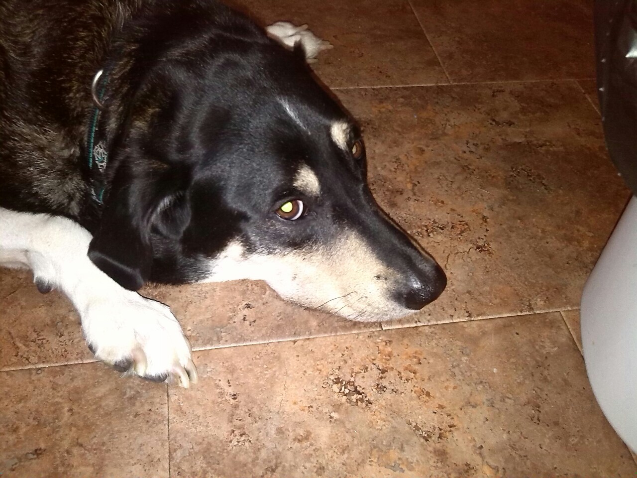 ghostyfelix:  This is Willow. Willow is M.O.D.’s dog, and although he loves her