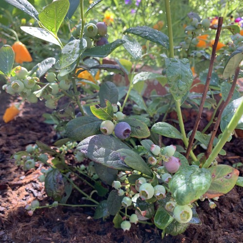 fungusqueen:My blueberry bushes are starting to produce fruit again! I’m making a larger commitment 