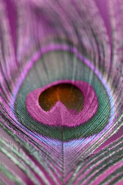 chasingrainbowsforever: ~ Peacock Feathers ~