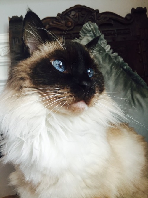 littleblondesoprano:How does she look like a renaissance painting?