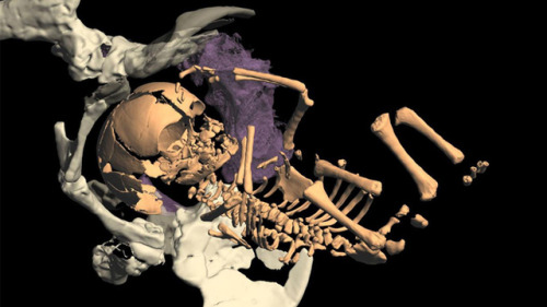 Early humans neanderthals