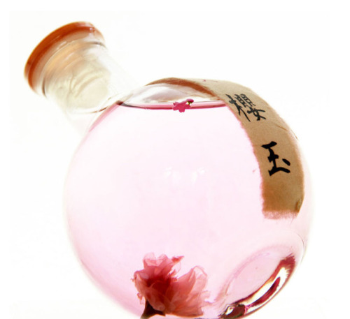 Sasanokawa Sake Brewery limited edition liquor with sakura blossom looks like something out of 