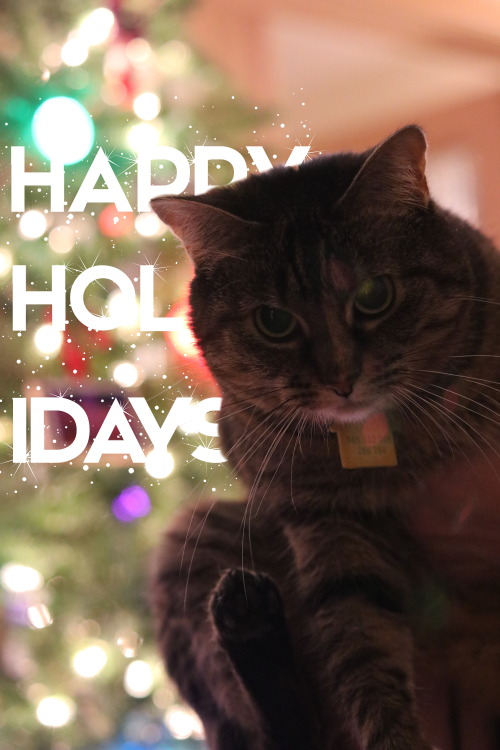 rosemaryandcrimes: happy hanukkah christmas kwanzaa! 