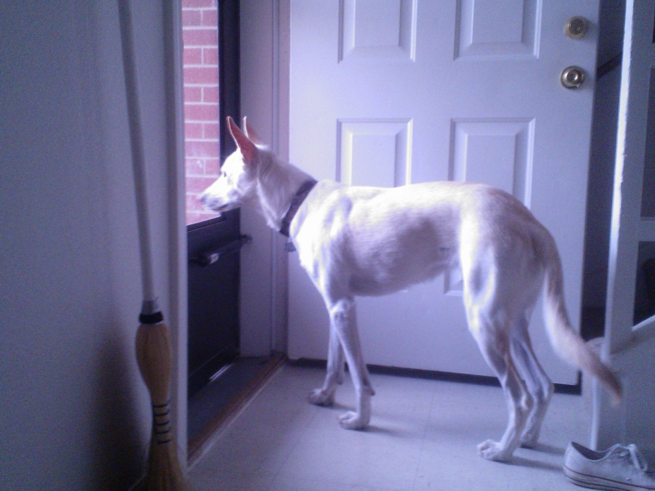 I feel very safe with her, she&rsquo;s an excellent guard dog.