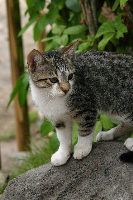 Another little stray. Waikoloa, Hawaii (by AZAdam)