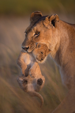 captvinvanity:    A Mother’s love   | Photographer