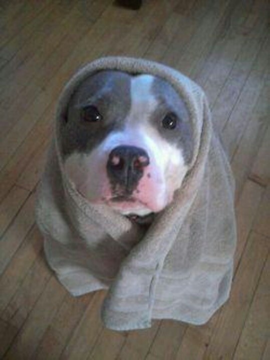 lizahhdahhlingg:  chrisrohling:  thecutestofthecute:  Because Pitbulls need love