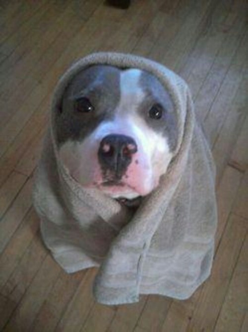 chubbinafatazrelli:  thecutestofthecute:  Because Pitbulls need love too.  OH MY GOD 