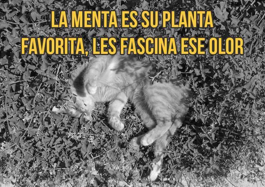 finofilipino:  Conclusión: Muy pronto nos dominarán.