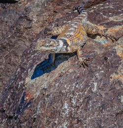 &ldquo;Lizard&rdquo; 10/14/2014Found this little fellow at the Three Rivers Petroglyph Site, in Three Rivers NM.  This location was the first stop on my southwestern trip.  At first I didn&rsquo;t see him (maybe it&rsquo;s a girl -  I don&rsquo;t know).