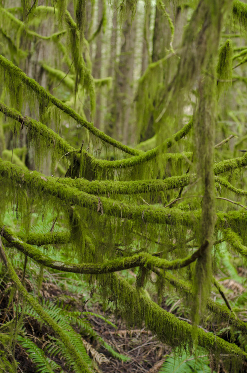 Moss  Seabeck, Washington 