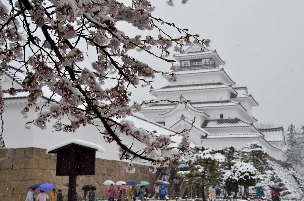 zekkei-beautiful-scenery:  Cherry blossoms and snow falling in #Japan  桜舞い散る雪が降る