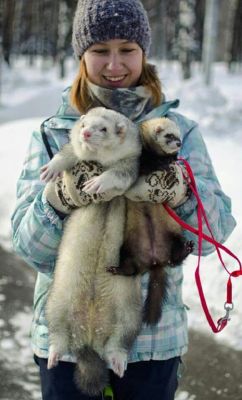 holy fuck this ferret
