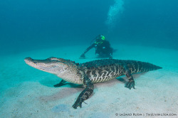 lifeunderthewaves:  American alligator and scuba diver by TheLivingSea.com on Flickr.Via Flickr: This rare photograph of an American alligator in salt water was taken a mile offshore of a reef in Palm Beach, Florida. Regularly found in fresh water lakes
