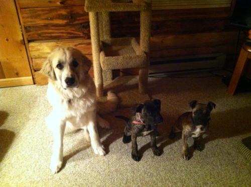 How precious are they?! All the pups are practicing &ldquo;sit&rdquo; and &ldquo;stay&rdquo; tonight