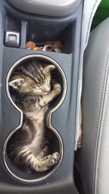 awwww-cute:  Kitty in a cup holder 