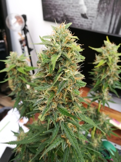 fourtwentystuffs:Become a grower!! Read the grow bible here for free!!