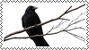 crow