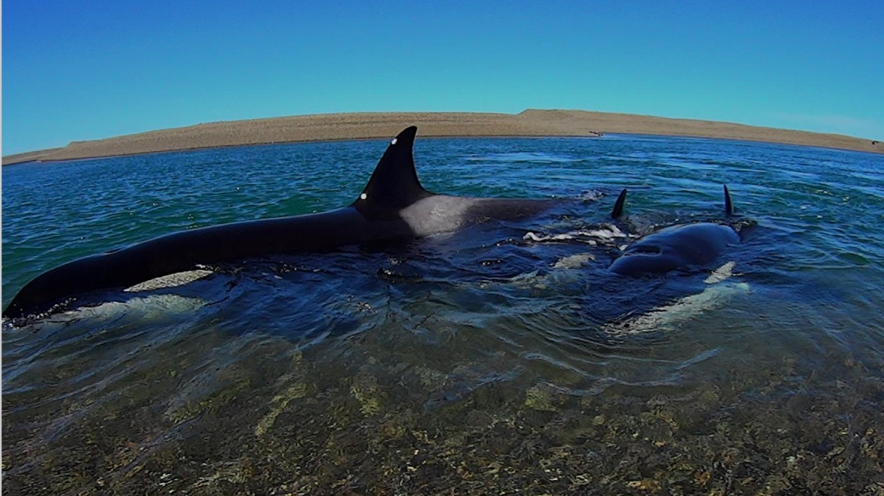 AMIGAS CERCANAS. El guardafauna Roberto Raffa logró filmar a un grupo de orcas bajo el agua en la reserva de Caleta Valdés.