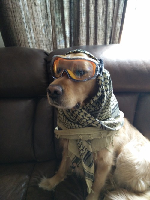 animal-factbook:  In order to prepare for the dust storms at Coachella and strange weather patterns at other outdoor music festivals, canines have developed high fashion headgear. This way they are both stylish and protected from the elements and are