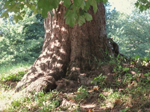geopsych:Squirrel.This is that same tree as in the previous post but from a different angle. It some